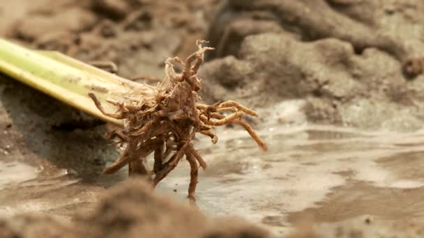 Vetiver gras rostlina — Stock video