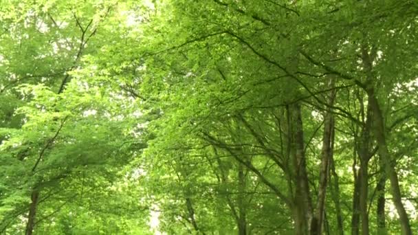 Forêt en Allemagne — Video