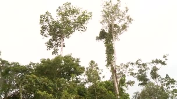 Paseo en barco por el río Amazonas — Vídeo de stock