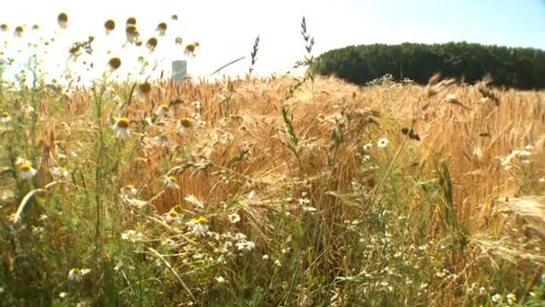 Зернове поле влітку — стокове відео
