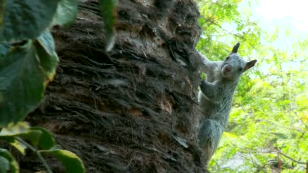 Esquilo na árvore — Vídeo de Stock