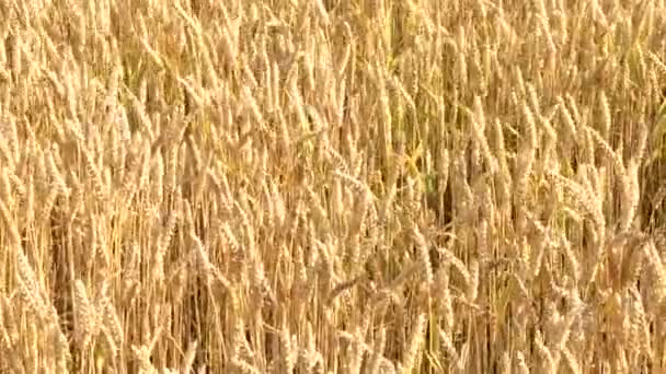 Το καλοκαίρι αγρό με βιολογικά σιτηρά — Αρχείο Βίντεο