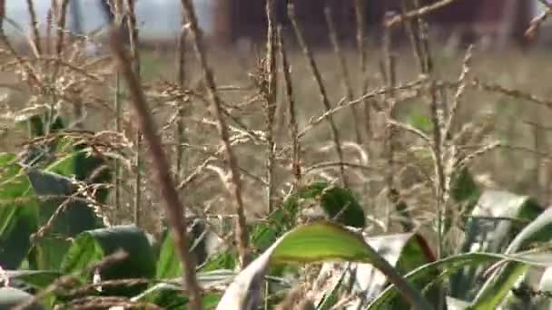 Campo de maíz — Vídeo de stock