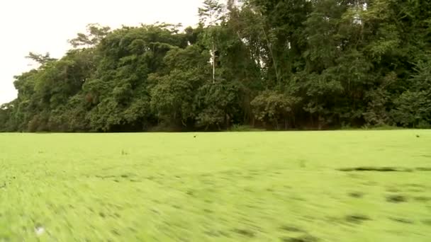 Excursion en bateau sur l'Amazone — Video