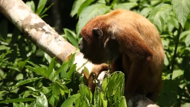 Singe dans la forêt amazonienne — Video