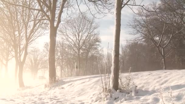 Winterweg — Stockvideo