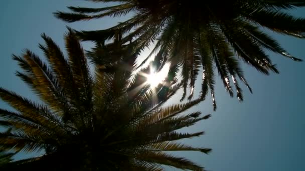 Пальмові дерева — стокове відео