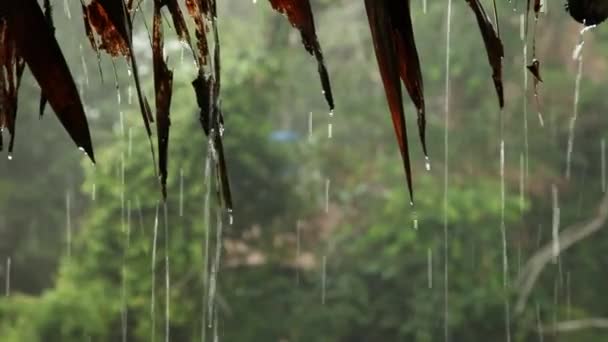 숲, 남아메리카에 비가 — 비디오