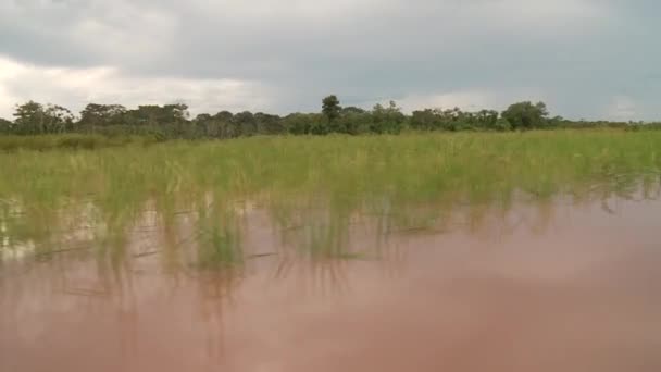 Paseo en barco por el río Amazonas — Vídeo de stock