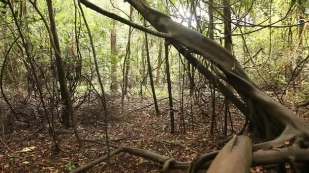 Amazonas-Selva en Perú — Vídeos de Stock