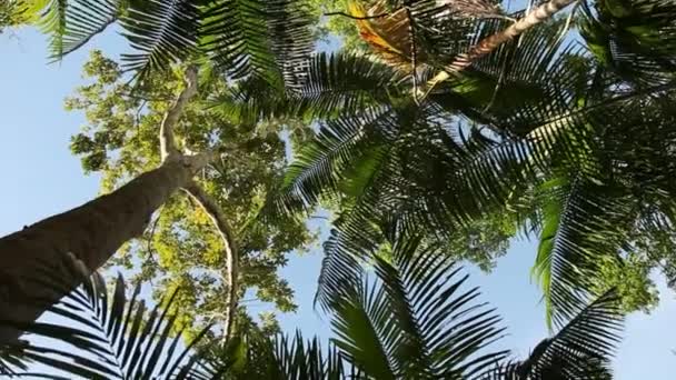 Amazonas-Regenwald in Peru — Stockvideo