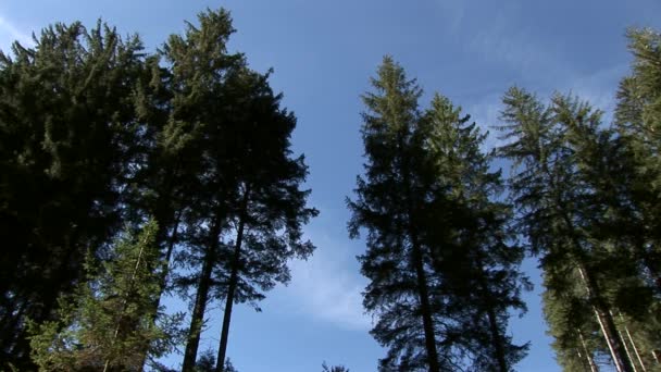 Hermosa naturaleza en Austria — Vídeo de stock