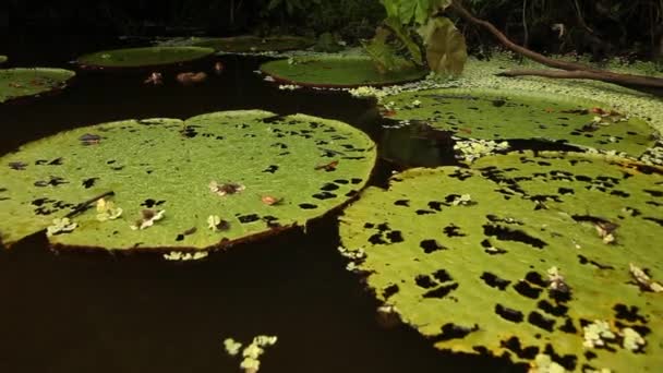 水植物と水のユリ — ストック動画