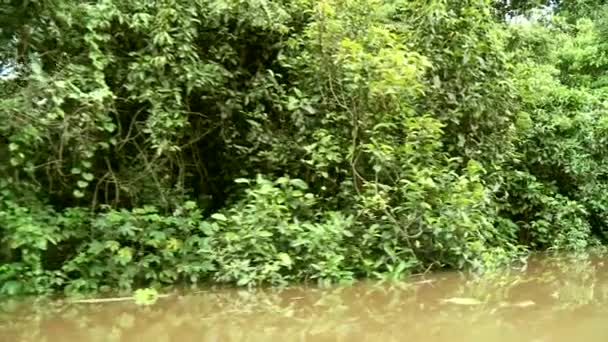 アマゾンの川にボートの旅 — ストック動画