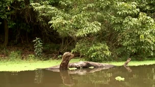 아마존 강에서 보트 여행 — 비디오