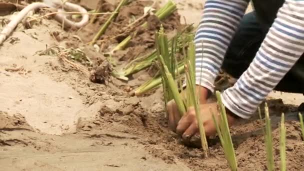 Personnes plantant la plante vétiver gras — Video
