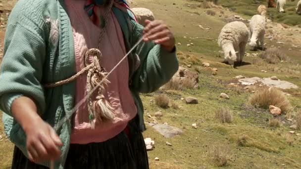 Farmer spinning yarn while sheep graze — Stock Video