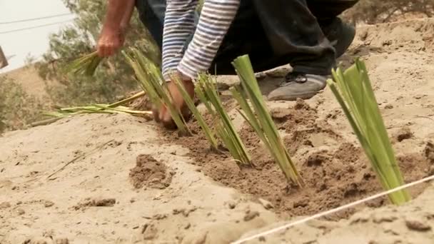 People planting the vetiver gras plant — Stock Video