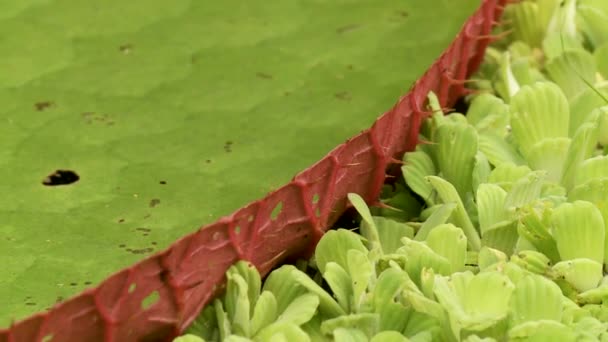 Lagoon in the amazon — Stock Video