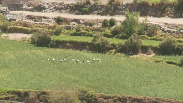 Menschen pflanzen auf dem Feld — Stockvideo