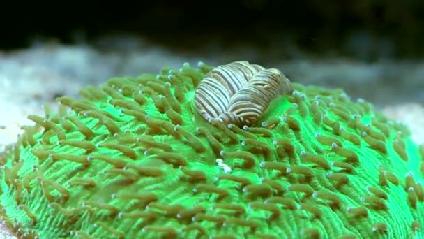 Koraller i marina vatten i akvariet — Stockvideo