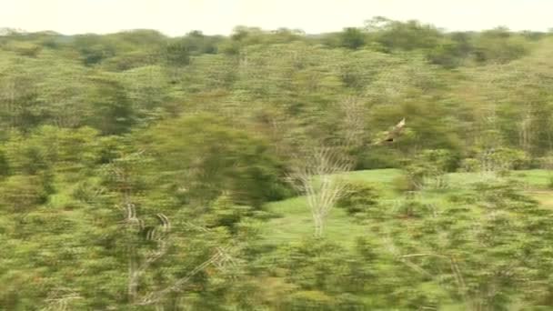 Pássaro voando na floresta — Vídeo de Stock