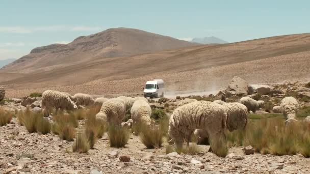 Troupeau de moutons le long de la route désertique — Video