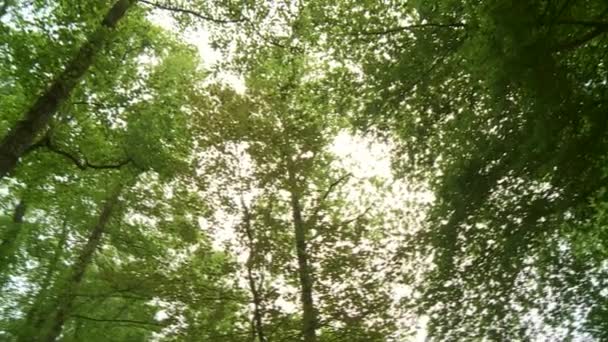 Floresta na alemanha — Vídeo de Stock