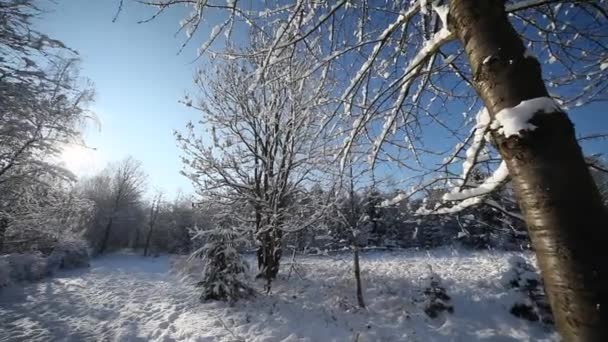 Paisaje invierno — Vídeo de stock