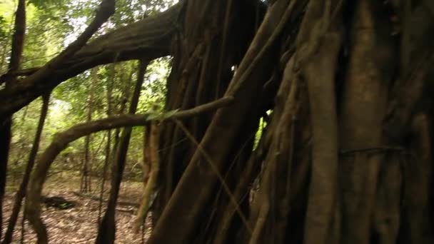 Amazônia-Floresta tropical no Peru — Vídeo de Stock