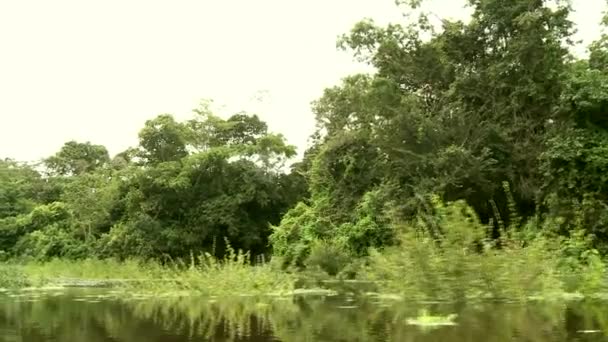 Boat trip at the Amazon river — Stock Video