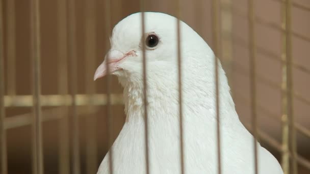Bílá holubice — Stock video