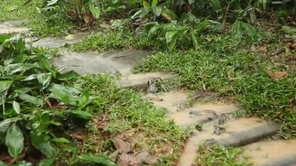 Regen in het forest, Zuid-Amerika — Stockvideo