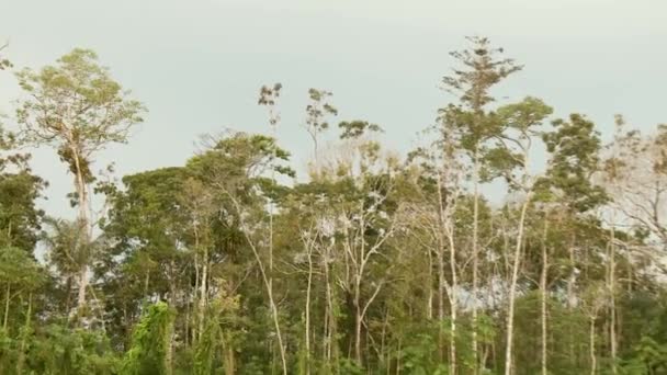 Boat trip at the Amazon river — Stock Video