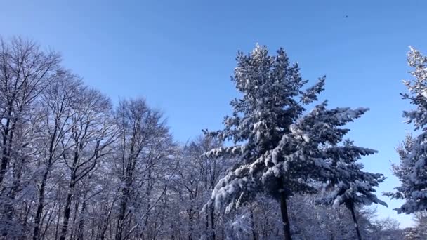 Paisaje invierno — Vídeo de stock