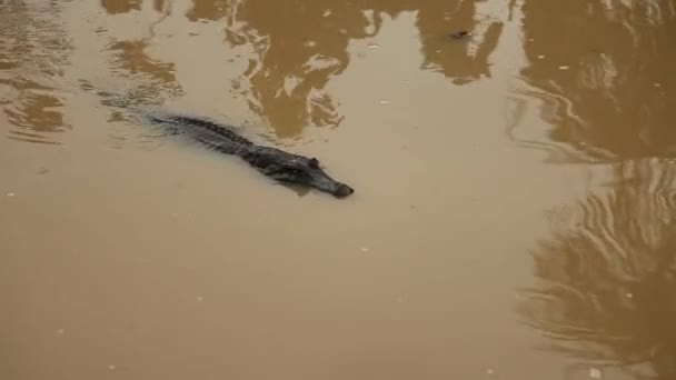 Krokodille i vann – stockvideo