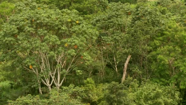 Bosque lluvioso desde arriba — Vídeos de Stock