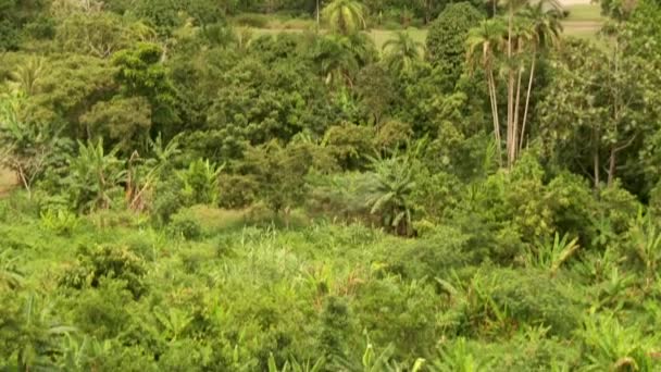 Floresta tropical de cima — Vídeo de Stock