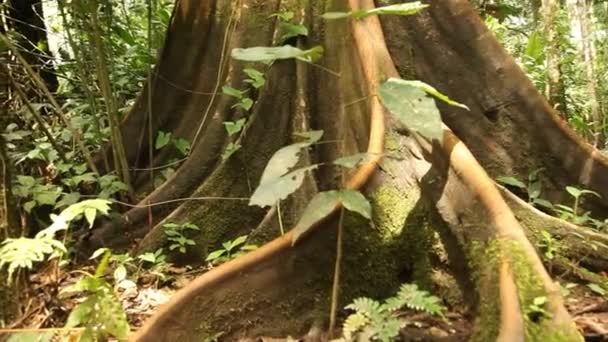 페루에서 아마존 열대우림 — 비디오