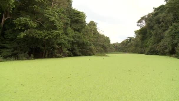 Bootsfahrt auf dem Amazonas — Stockvideo