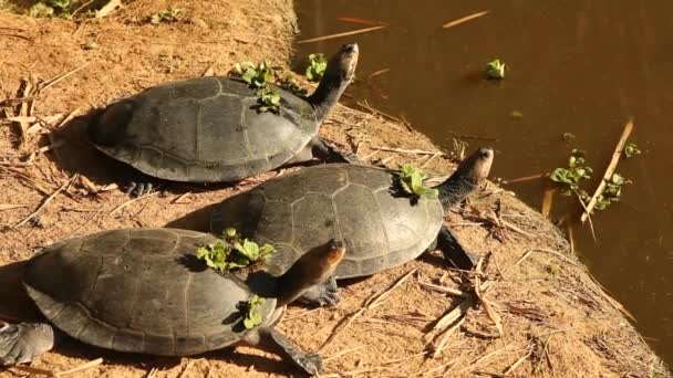 Turtles in rainforest — Stock Video