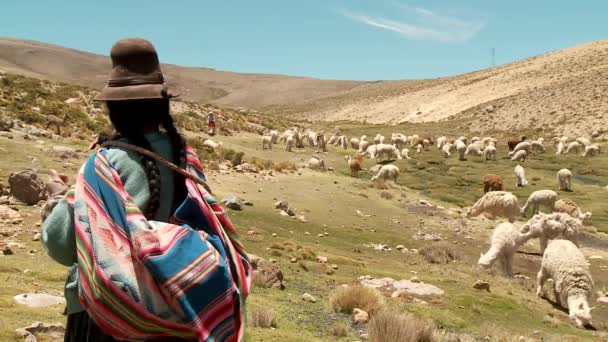 Фермер прядет пряжу, пока овцы пасутся — стоковое видео
