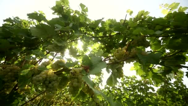 Vignoble — Video