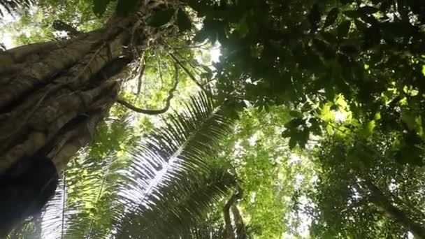 Amazon-Rainforest in Peru — Stock Video