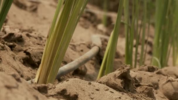 Mensen planten de vetiver gras plant — Stockvideo