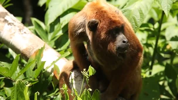 Monkey in the Amazon rainforest — Stock Video