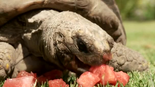 Черепаха — стоковое видео
