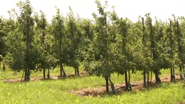 Plantação de maçãs — Vídeo de Stock