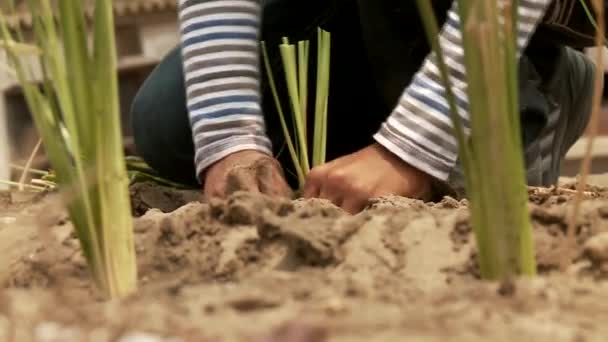 La gente piantare la pianta vetiver gras — Video Stock