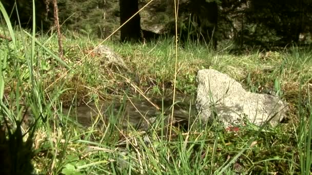 Río en los Alpes austríacos — Vídeo de stock